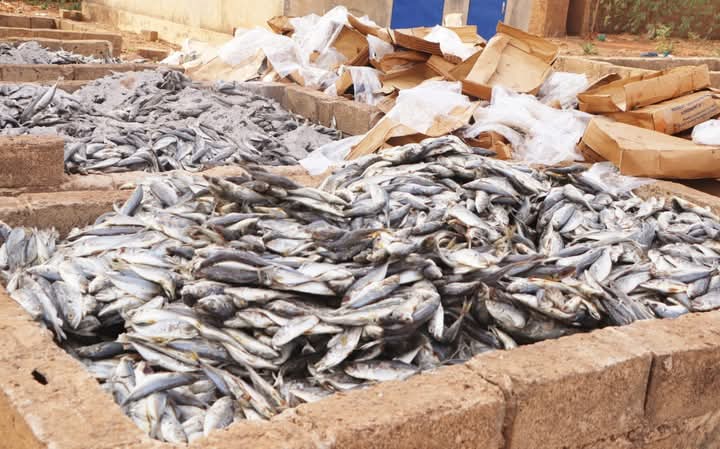 La Directeur général des services vétérinaires, le lieutenant-vétérinaire Aboubacar Nacro, a supervisé une opération de destruction de plus de 13 tonnes de poissons impropres à la consommation, 31 janvier 2025 à Yimdi