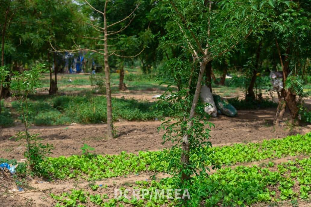 Visite d'une équipe technique du ministère de l’Environnement sur le site de reboisement de la Journée nationale de l’arbre (JNA) 2023 à Toudouwéogo, Ouagadougou, 11 juin