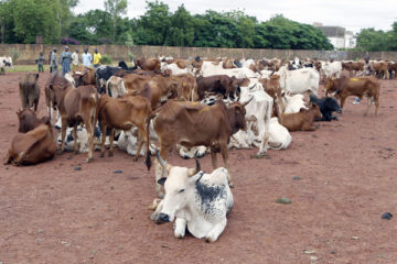 Le lancement technique du Projet de développement des chaînes de valeur intégrées de l’élevage au Burkina Faso (PDCVIE-BF), 21 juillet 2025