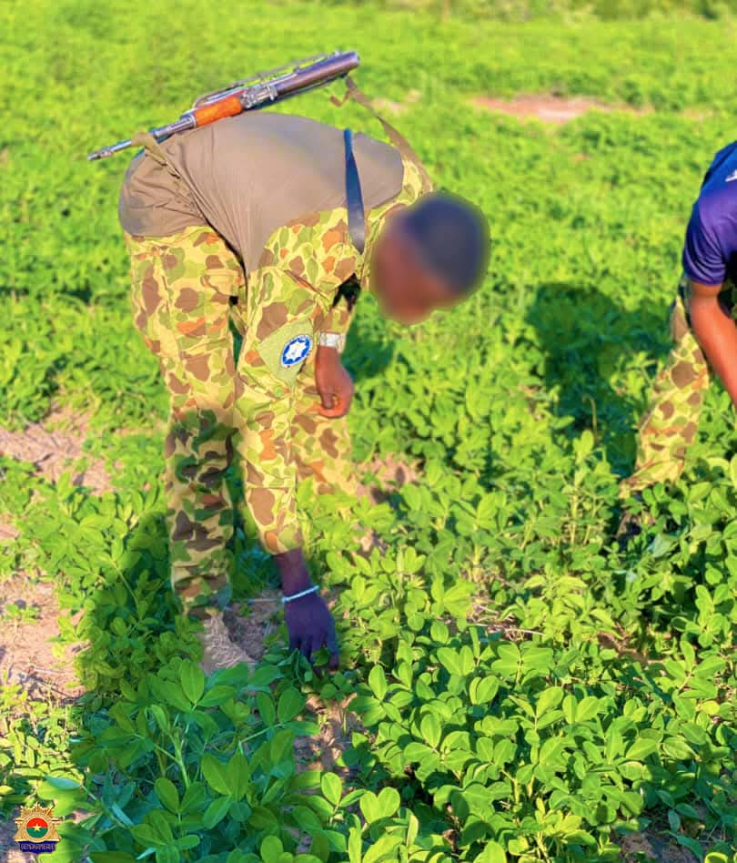 Dans le cadre de la stratégie nationale àalliant sécurité et autosuffisance alimentaire, l’Escadron de Sécurisation Routière et d’Intervention de la Deuxième Légion de Gendarmerie (ESRI II) a emblavé 43 hectares de terres agricoles à Bondokuy