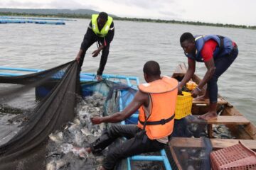 Le Coordonnateur national de l’initiative présidentielle pour la production agricole et l’autosuffisance alimentaire (IP-P3A), Dr Abdourasmane Kadigoudiou KONATE a procédé ce jeudi 20 août 2025, à la première récolte de poissons en cages flottantes mises sur le barrage de Samendeni