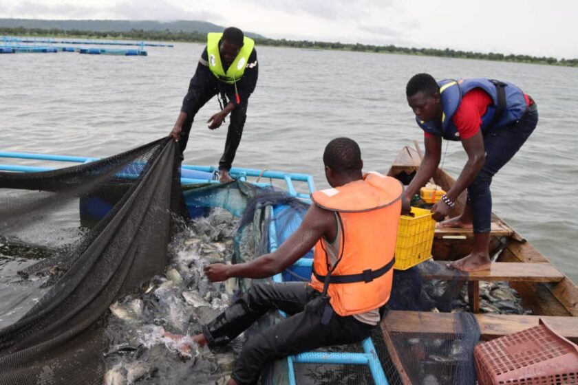 Le Coordonnateur national de l’initiative présidentielle pour la production agricole et l’autosuffisance alimentaire (IP-P3A), Dr Abdourasmane Kadigoudiou KONATE a procédé ce jeudi 20 août 2025, à la première récolte de poissons en cages flottantes mises sur le barrage de Samendeni