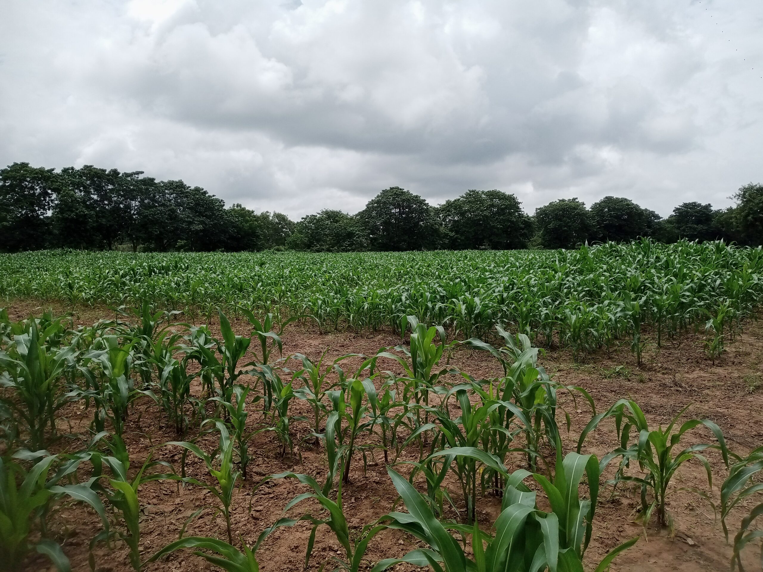 Une caravane de presse a visité la station de recherche de Farakoba, dans le cadre un atelier d'information sur les initiatives présidentielles, 9 août 2025