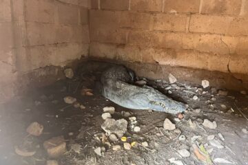 Un crocodile errant a été capturé par les agents des eaux et forêts dans le Diocèse de Ouahigouya