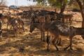 Dans le cadre de la lutte contre l’exportation et le transport illicites des ânes au Burkina Faso, Un convoi de 197 ânes a été intercepté à Koudougou, 12 mars 2026