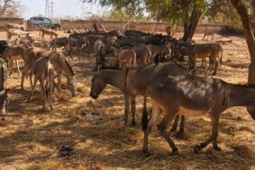 Dans le cadre de la lutte contre l’exportation et le transport illicites des ânes au Burkina Faso, Un convoi de 197 ânes a été intercepté à Koudougou, 12 mars 2026