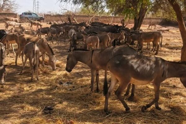 Dans le cadre de la lutte contre l’exportation et le transport illicites des ânes au Burkina Faso, Un convoi de 197 ânes a été intercepté à Koudougou, 12 mars 2026