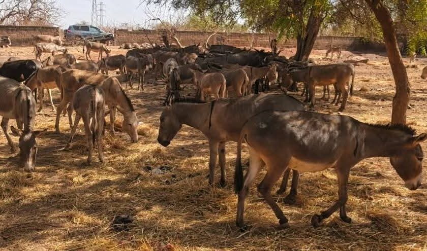 Dans le cadre de la lutte contre l’exportation et le transport illicites des ânes au Burkina Faso, Un convoi de 197 ânes a été intercepté à Koudougou, 12 mars 2026