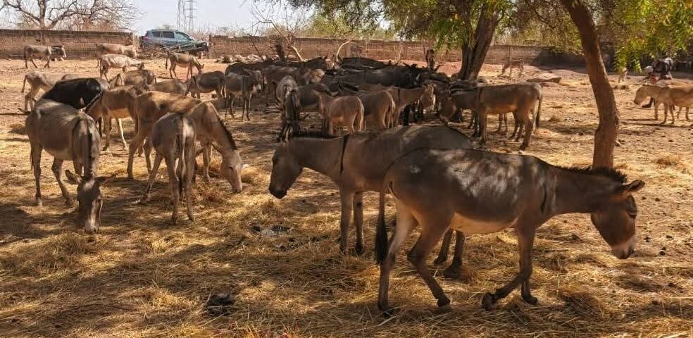 Dans le cadre de la lutte contre l’exportation et le transport illicites des ânes au Burkina Faso, Un convoi de 197 ânes a été intercepté à Koudougou, 12 mars 2026