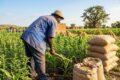 Prix plancher bord champ des produits agricoles et pastorale de la Campagne 2026 Burkina