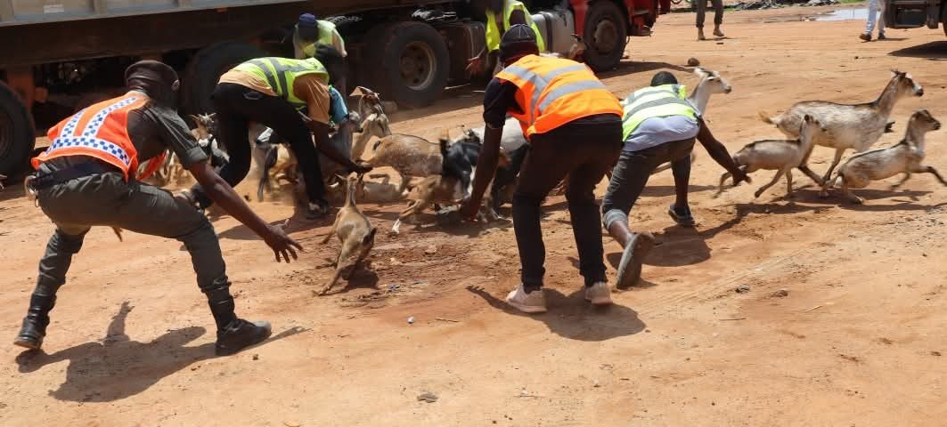 La Police municipale de Ouagadougou a mis en fourrière près de 1600 anmaux
