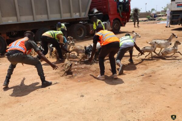 La Police municipale de Ouagadougou a mis en fourrière près de 1600 anmaux