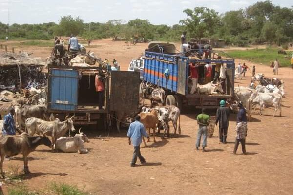 Exportation du bétail Burkina