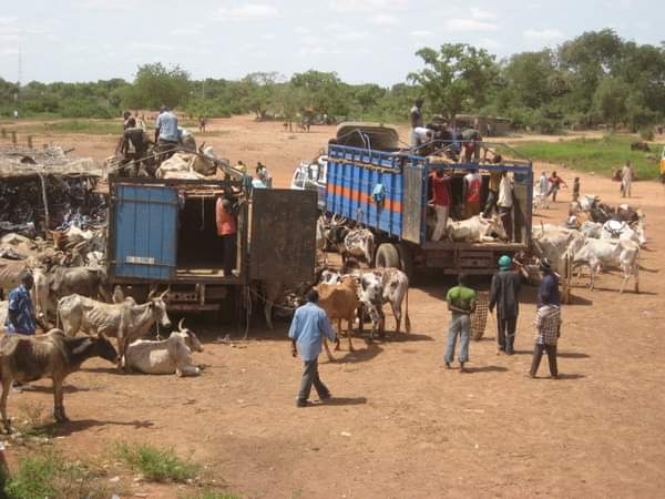 Exportation du bétail Burkina