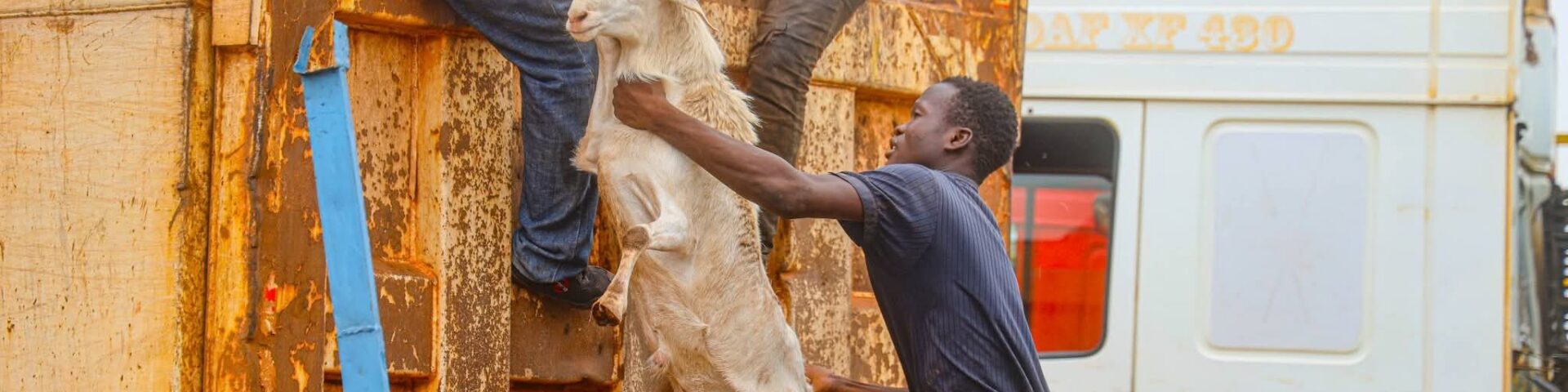 La Police municipale de Bobo organise une opération de capture des animaux en divagation, 18 mai 2026
