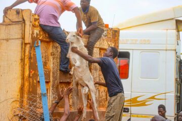 La Police municipale de Bobo organise une opération de capture des animaux en divagation, 18 mai 2026