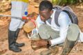Mortalité de poisson dans le barrage numéro 3 de Ouagadougou, 5 juin 2026