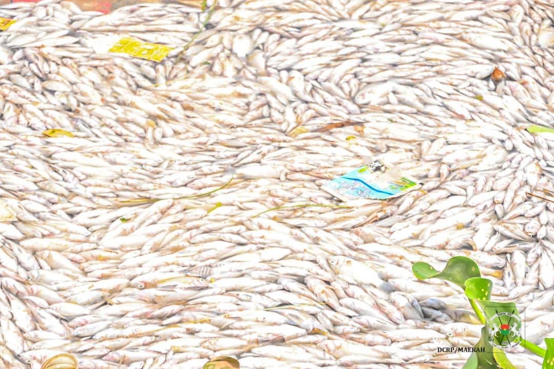 Le ministère de l'Agriculture révèle les résultats sur la mortalité de poissons au barrage n°3 de Ouagadougou
