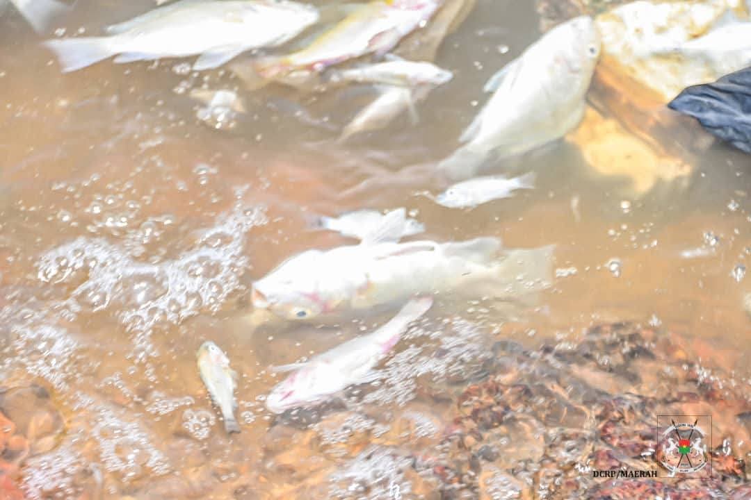 Le ministère de l'Agriculture révèle les résultats sur la mortalité de poissons au barrage n°3 de Ouagadougou