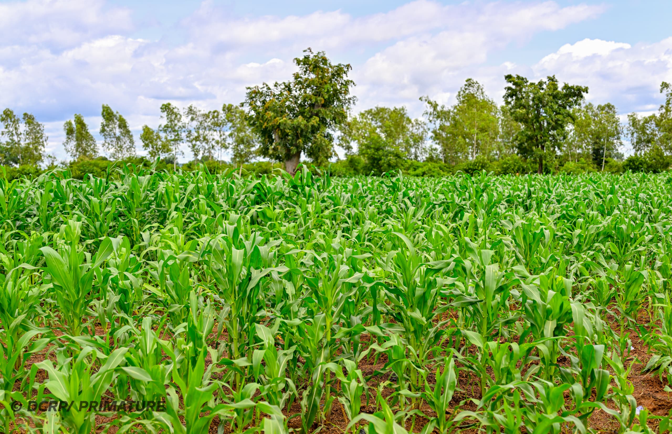Visite du PM dans plusieurs exploitations agricoles de Bama, 02 août 2026