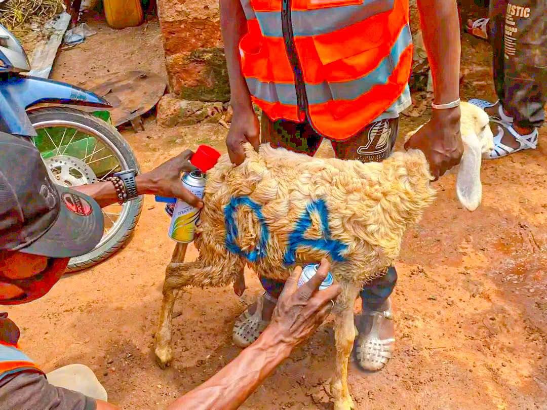 La Commune de Bobo-Dioulasso a lancé ce 11 septembre 2026 une opération spéciale de contrôle et de capture des animaux en divagation