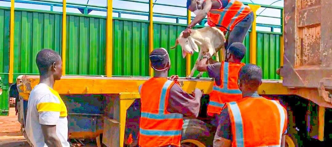 La Commune de Bobo-Dioulasso a lancé ce 11 septembre 2026 une opération spéciale de contrôle et de capture des animaux en divagation