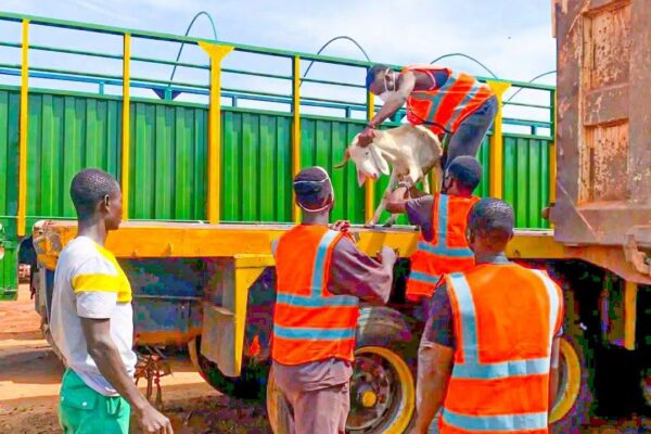 La Commune de Bobo-Dioulasso a lancé ce 11 septembre 2026 une opération spéciale de contrôle et de capture des animaux en divagation