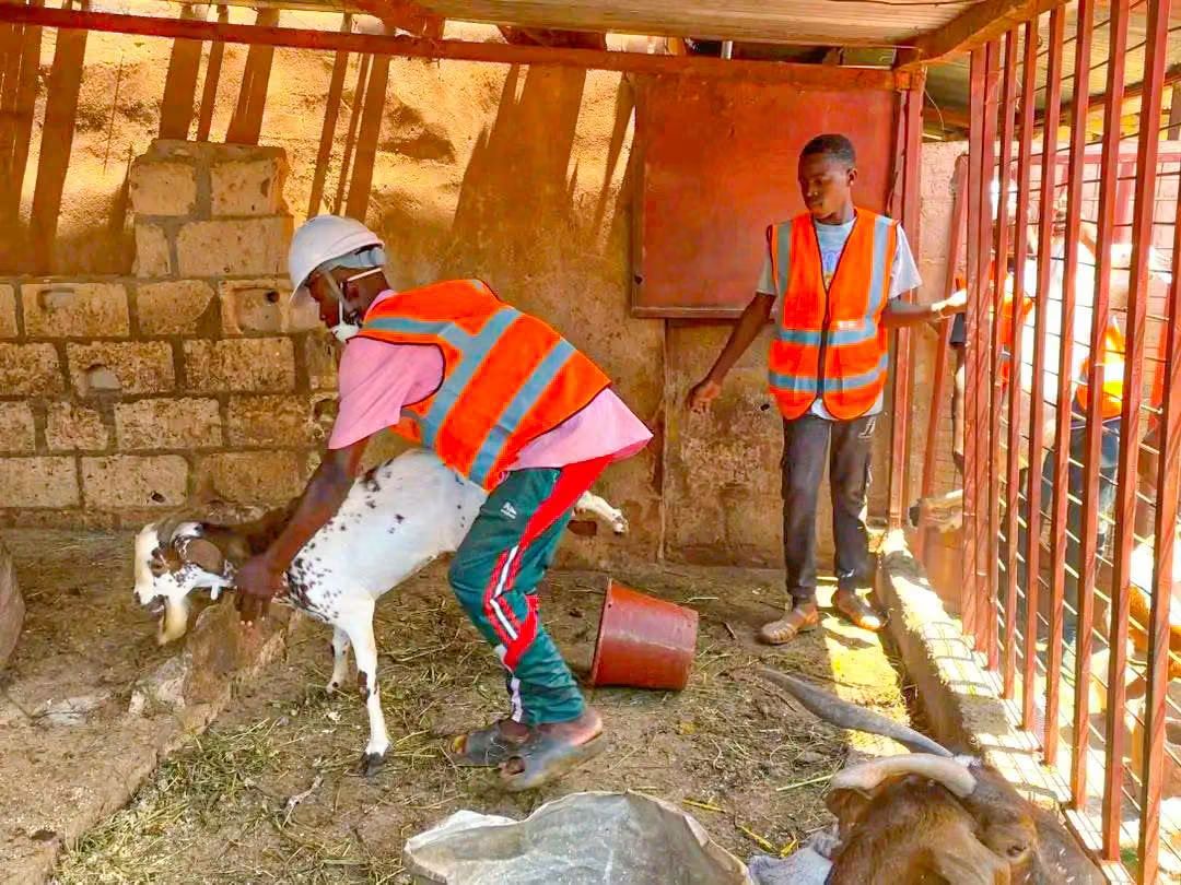 La Commune de Bobo-Dioulasso a lancé ce 11 septembre 2026 une opération spéciale de contrôle et de capture des animaux en divagation